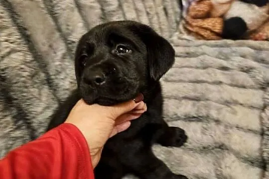 Labrador retriever Bardzo Mądry Piękny mocnej budowy Rodowód FCI, Zachodniopomorskie, Kołobrzeg