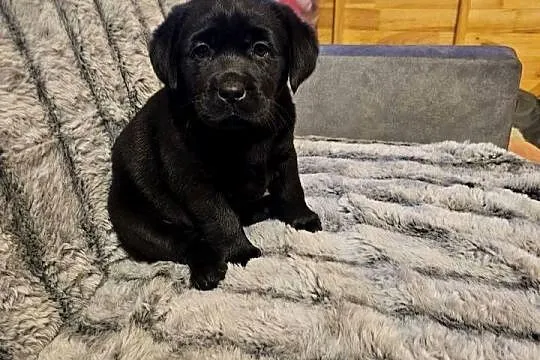 Labrador retriever Bardzo Mądry Piękny mocnej budowy Rodowód FCI, Zachodniopomorskie, Kołobrzeg