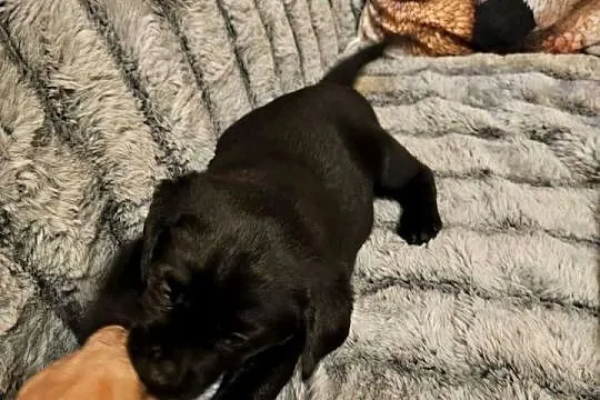 Labrador retriever Bardzo Mądry Piękny mocnej budowy Rodowód FCI, Zachodniopomorskie, Kołobrzeg