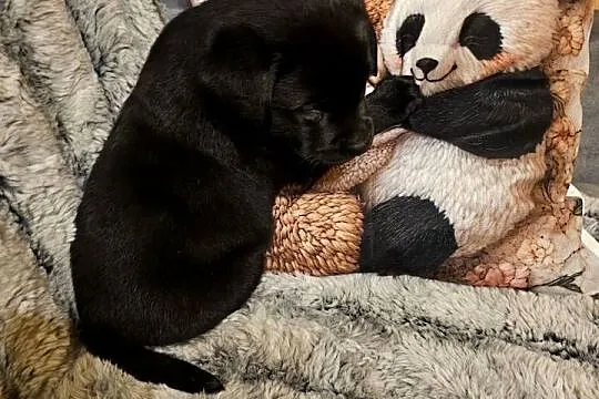 Labrador retriever Bardzo Mądry Piękny mocnej budowy Rodowód FCI, Zachodniopomorskie, Kołobrzeg