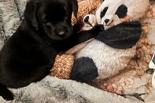 Labrador retriever Bardzo Mądry Piękny mocnej budowy Rodowód FCI, Zachodniopomorskie, Kołobrzeg