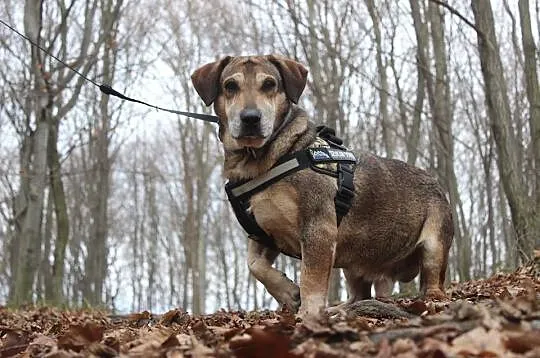Psia tragedia - Dziaduś stracił Pana i kanapę