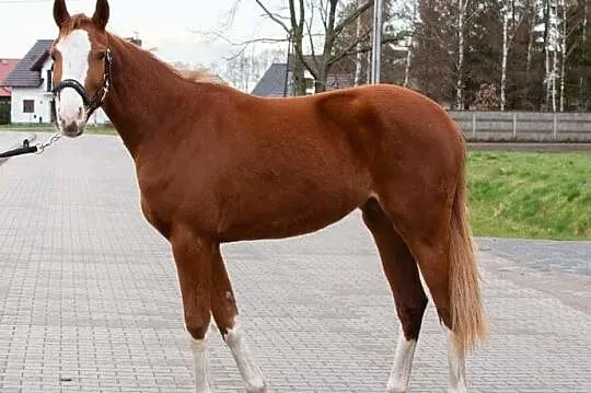 Klacz Ujeżdżeniowa, malowana, , 