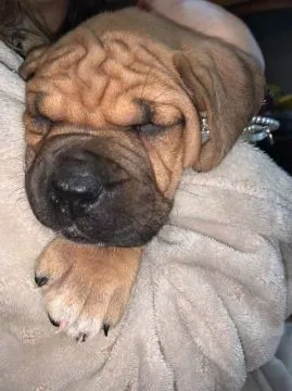Szczenięta bullmastiffa  Whatsapp +37065391730  Szczenięta bullmastiffa, , london