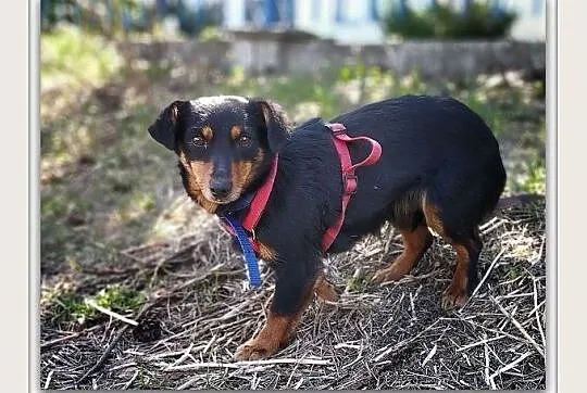 PCHEŁKA,5kg,mała,młodziutka,łagodna,sterylizowana suczka.ADOPCJA, Łódzkie, Łódź