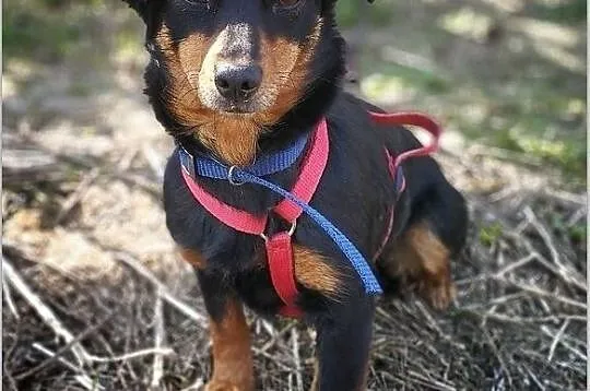 PCHEŁKA,5kg,mała,młodziutka,łagodna,sterylizowana suczka.ADOPCJA, Łódzkie, Łódź