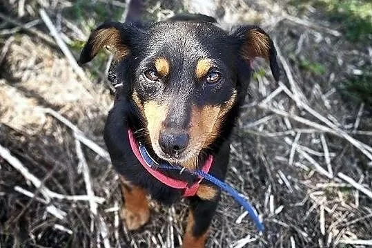 PCHEŁKA,5kg,mała,młodziutka,łagodna,sterylizowana suczka.ADOPCJA, Łódzkie, Łódź