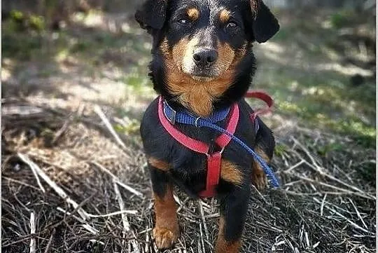 PCHEŁKA,5kg,mała,młodziutka,łagodna,sterylizowana suczka.ADOPCJA, Łódzkie, Łódź