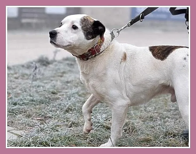 Amstaff mix dla doświadczonych,kontaktowy pies ALB