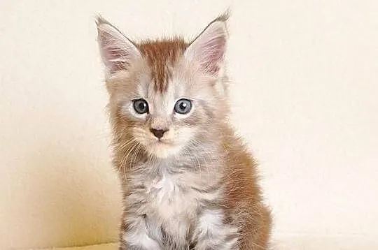 Przepiękna koteczka Maine Coon Rodowód PZF/WCF