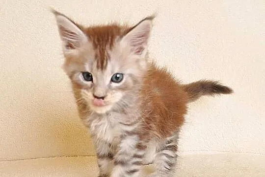 Przepiękna koteczka Maine Coon Rodowód PZF/WCF, Podlaskie, Białystok