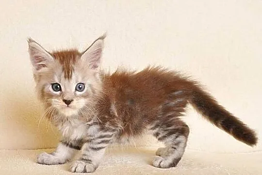 Przepiękna koteczka Maine Coon Rodowód PZF/WCF, Podlaskie, Białystok