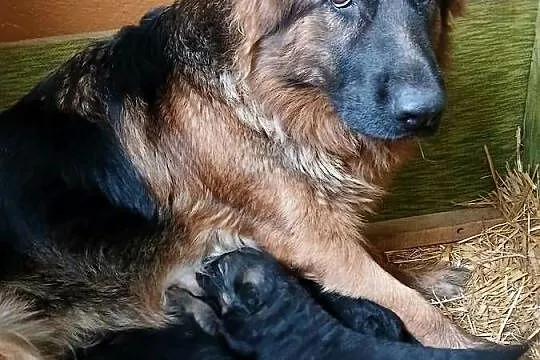 Sprzedam szczeniaki rasy owczarek niemiecki Pińczów,Busko-Zdrój