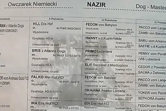 Sprzedam szczeniaki rasy owczarek niemiecki Pińczów,Busko-Zdrój, Świętokrzyskie, Busko-Zdrój