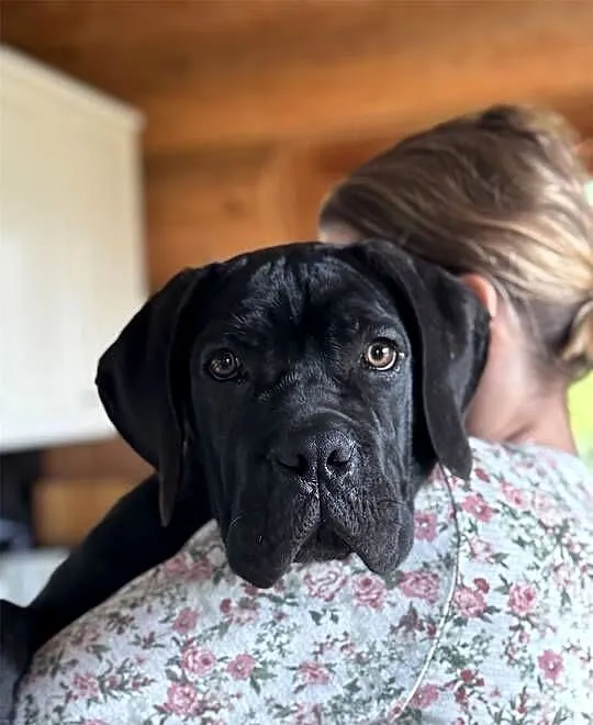 Czarna jak smoła suczka Cane Corso ZKwP/FCI, Małopolskie, Kraków