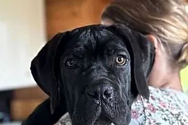 Czarna jak smoła suczka Cane Corso ZKwP/FCI