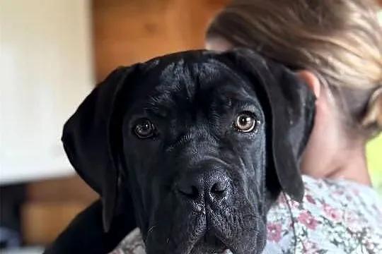 Czarna jak smoła suczka Cane Corso ZKwP/FCI, Małopolskie, Kraków