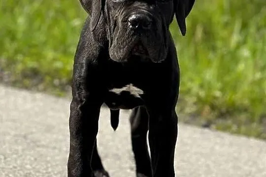 Czarna jak smoła suczka Cane Corso ZKwP/FCI, Małopolskie, Kraków