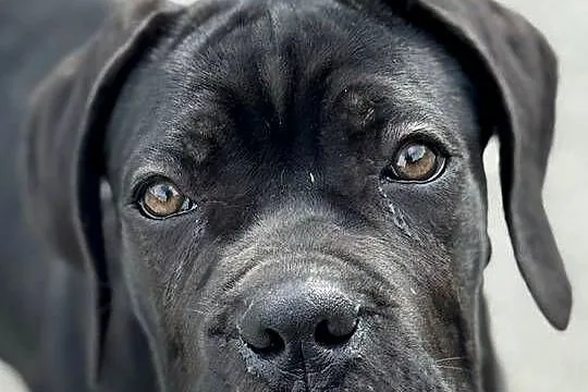 Czarna jak smoła suczka Cane Corso ZKwP/FCI, Małopolskie, Kraków