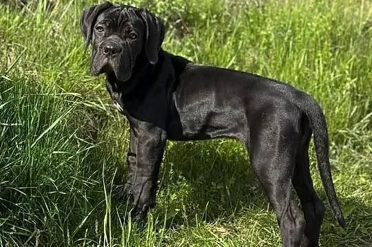 Czarna jak smoła suczka Cane Corso ZKwP/FCI, Małopolskie, Kraków