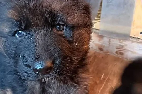 Owczarek niemiecki szczenię pies piesek, Lubelskie, Lubartów