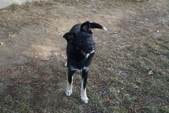 Amelka, 7 miesięczna sunia SZCZENIAK kochający cały świat!