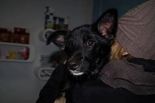 Amelka, 7 miesięczna sunia SZCZENIAK kochający cał