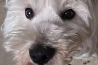 West Terrier pies.