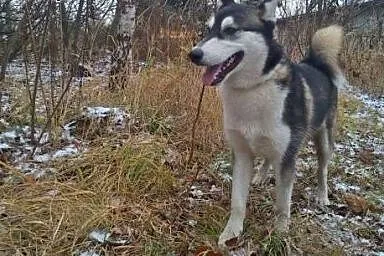 Borys- młodzieniec w typie husky do adopcji, podlaskie Białystok