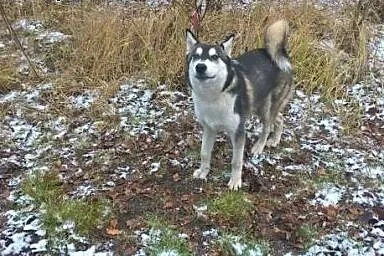 Borys- młodzieniec w typie husky do adopcji,  podl