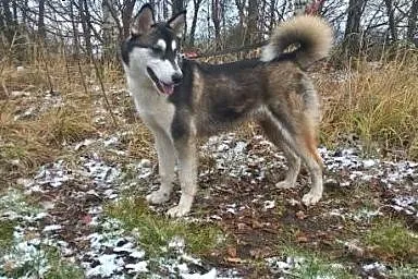 Borys- młodzieniec w typie husky do adopcji,  podl