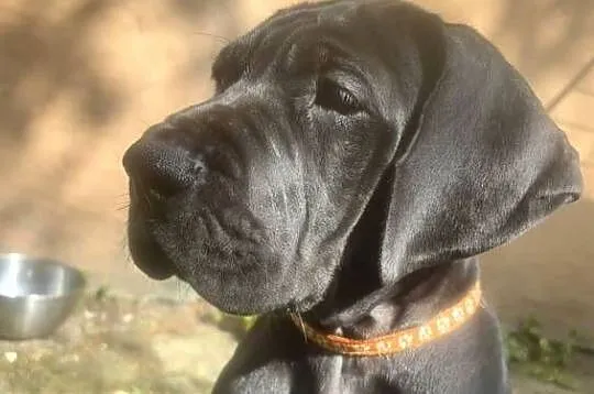 Dog niemiecki  Zkwp (fci), Warmińsko-mazurskie, Orneta