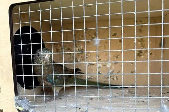Papugi Świergotki, Lubuskie, Kadłubia