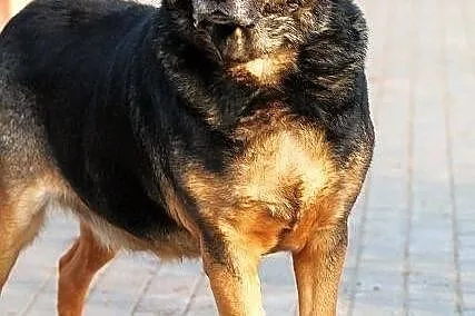 BILBO -poczciwość wypisana na pysku