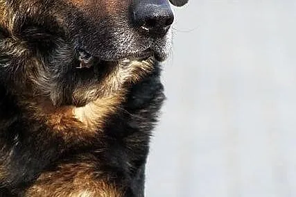 BILBO -poczciwość wypisana na pysku