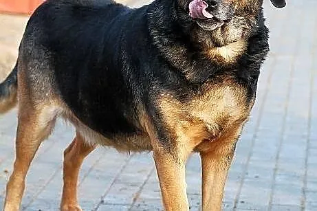 BILBO -poczciwość wypisana na pysku