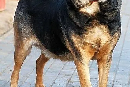 BILBO -poczciwość wypisana na pysku