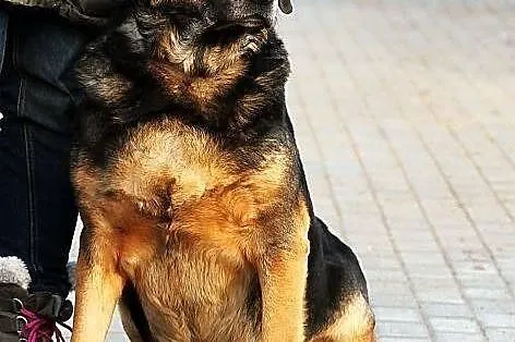 BILBO -poczciwość wypisana na pysku