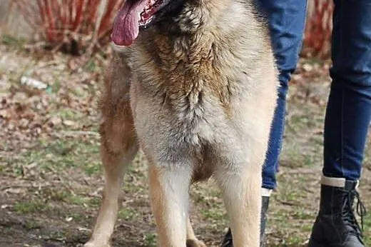 Lila- sunia w typie owczarka,  Kundelki cała Polska