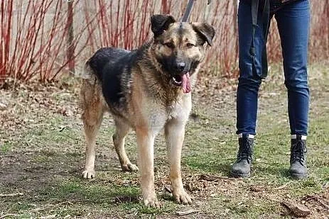 Lila- sunia w typie owczarka,  Kundelki cała Polsk