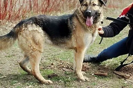 Lila- sunia w typie owczarka,  Kundelki cała Polsk