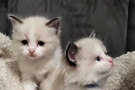Ragdoll dwaj bracia bicolor
