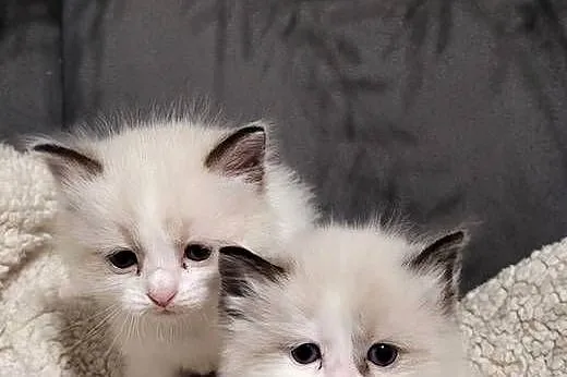 Ragdoll dwaj bracia bicolor, Łódzkie, Piorunówek