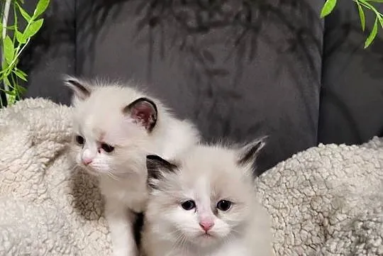 Ragdoll dwaj bracia bicolor, Łódzkie, Piorunówek