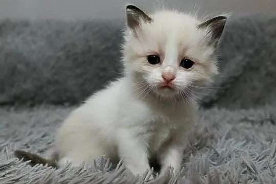 Ragdoll dwaj bracia bicolor, Łódzkie, Piorunówek