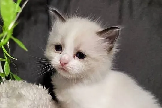 Ragdoll dwaj bracia bicolor, Łódzkie, Piorunówek