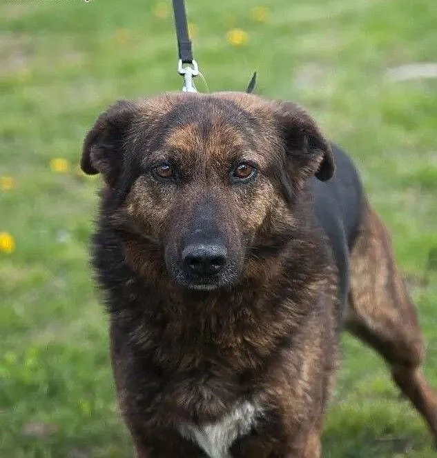 Maja - idealna do pilnowania posesji, szuka domku :), śląskie Częstochowa, Śląskie, Częstochowa