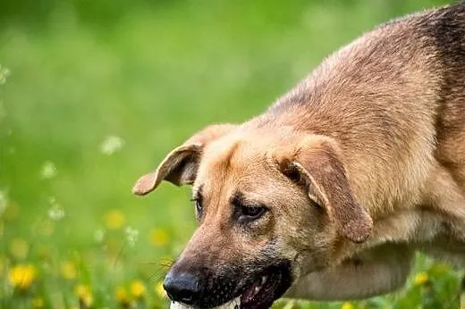 Orion - niezwylke atrakcyjny pies szuka stałego za