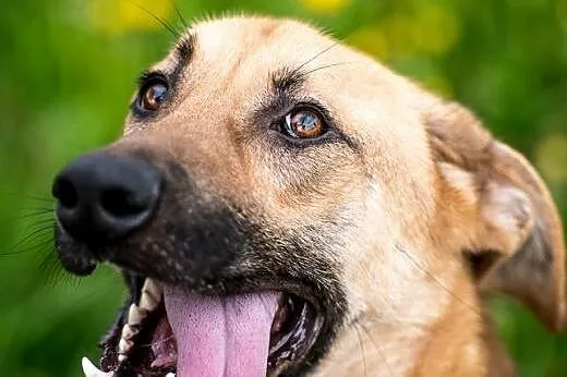 Orion - niezwylke atrakcyjny pies szuka stałego za