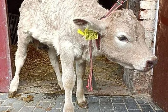 Sprzedam 4 jałoszki I 2 byki wszystko mięsne, Łódzkie, Łowicz